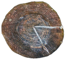 Tree Ring